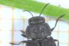 Anthaxia quadripunctata